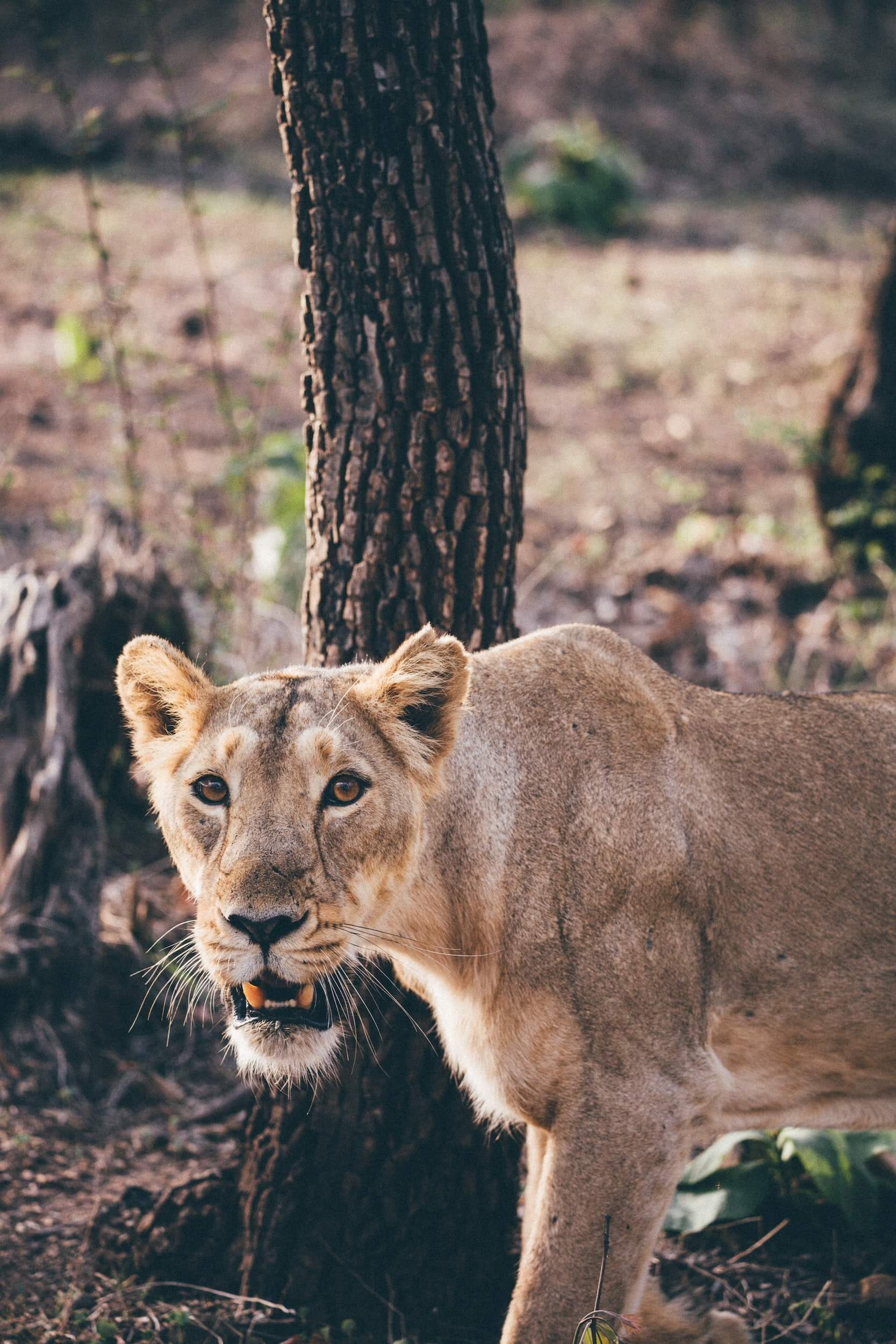 Gir National Park