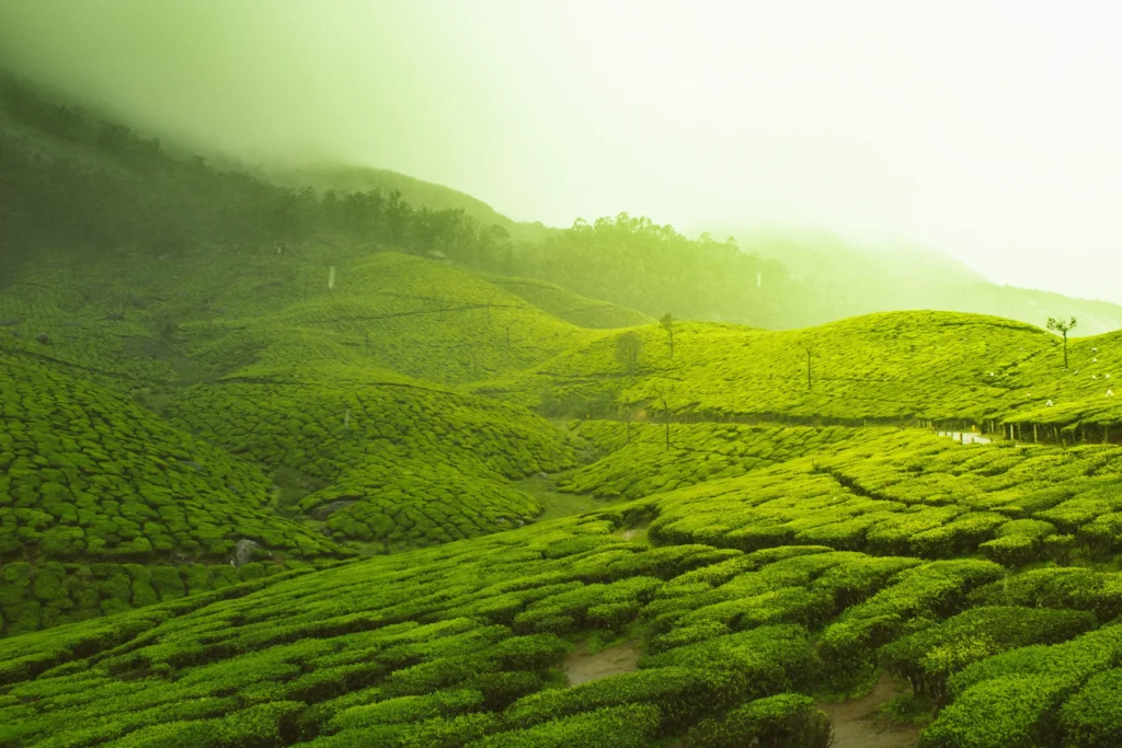 munnar